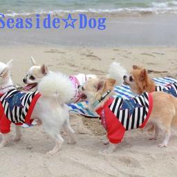 Seaside☆Dog