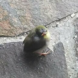 稀