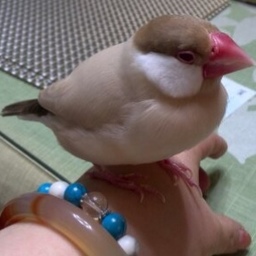 sizukuyuki