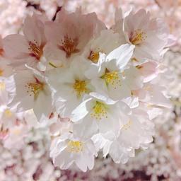 sakuramama