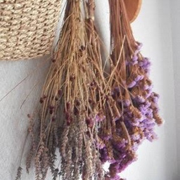 Limonium(リモニウム)