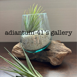 adiantum-41