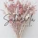 sakura*la   さくらら
