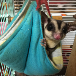 ごんべぃ