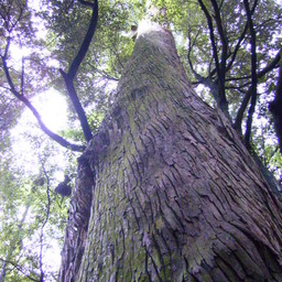 pohon