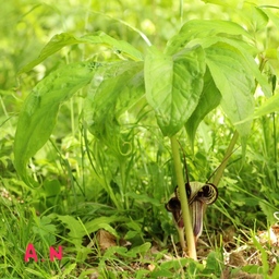 Korocha
