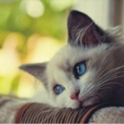 cats-ear