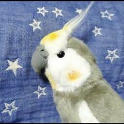 なべやKeiko