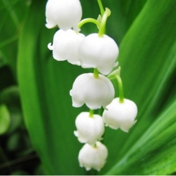 muguet