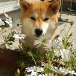 m-saku