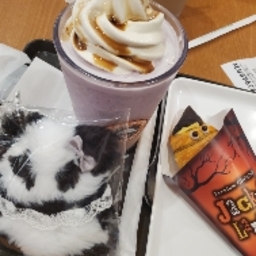 ぱちょろん