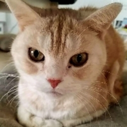 ちゃめ
