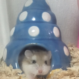 もこ