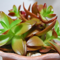 honoka-green
