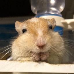 はやてん