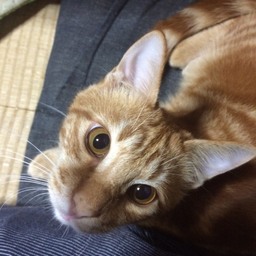 ねこ
