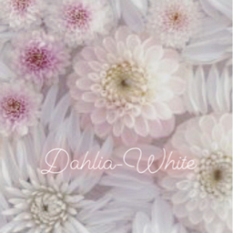  Dahlia-White