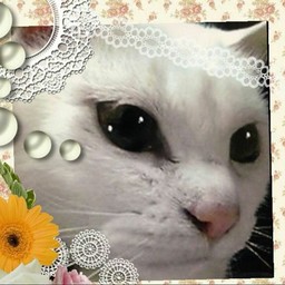 凛-猫　rin-ne 