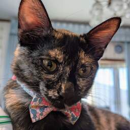 cat_handmade