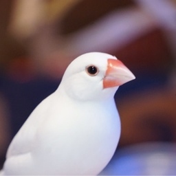 ritorito