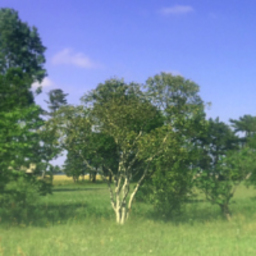 petit-arbre