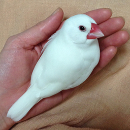 ルルペチ