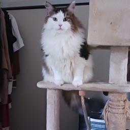 猫田葉恩🍀🐱
