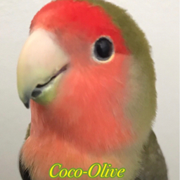 Coco-Olive-Thea