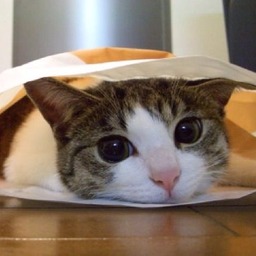 みぃ♪