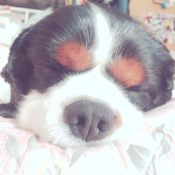 Natsumi