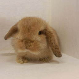 ぽんぽこ