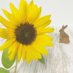 Orange-lapin