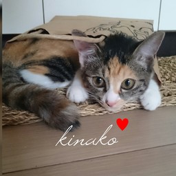 アクセサリーショップkinako