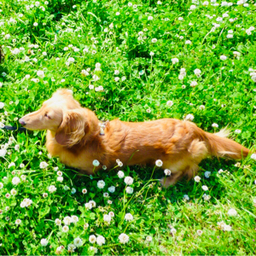 まろんの🐾あしあと