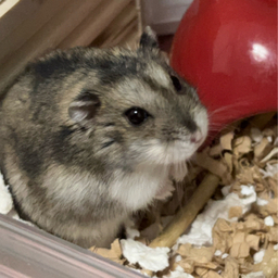a.