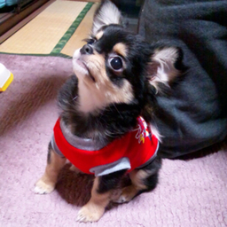 abby-mori