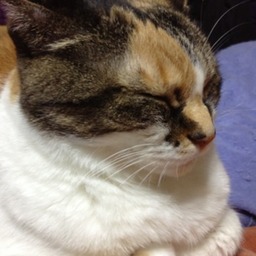 ねむりねこ