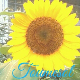 Toumesol