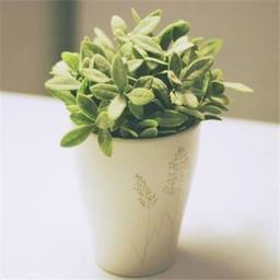 roserin