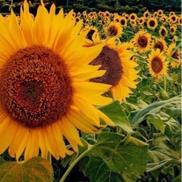 sunflower32