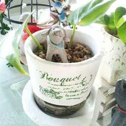 nognog