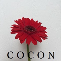 cocon913