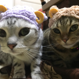 American ★Cat