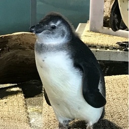 pingouin3