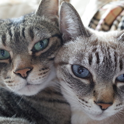 tabby