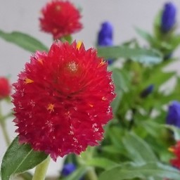 瑠璃闇