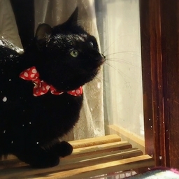 とかげねこ