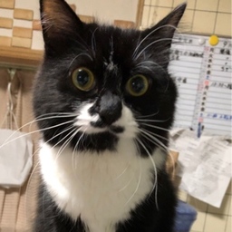 nekoya.ねこや