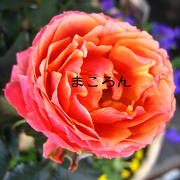 まころん*