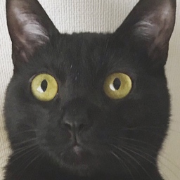 yakumoneko
